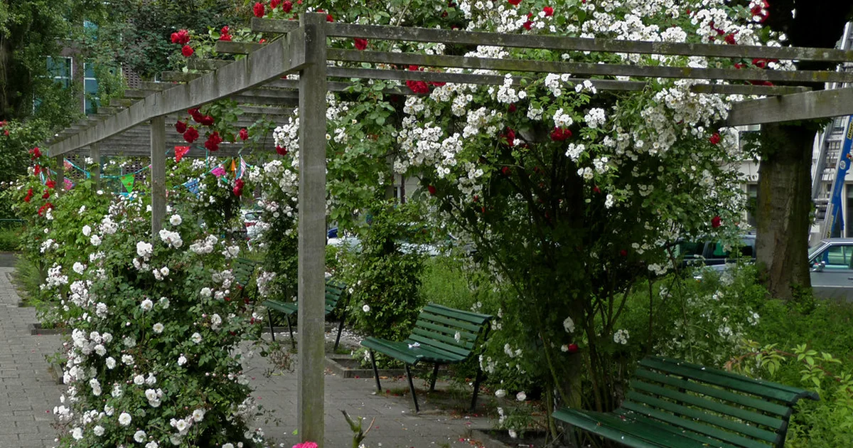 blooming flowers shrubs in a small municipal city park between Plantage Westermanlaan and Middellaan; photo Amsterdam city ; photographer Fons Heijnsbroek