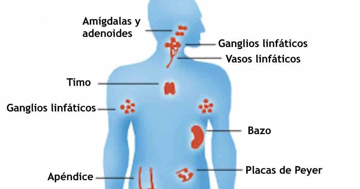 Organs of the Immune System by AIDS.gov-es.jpg