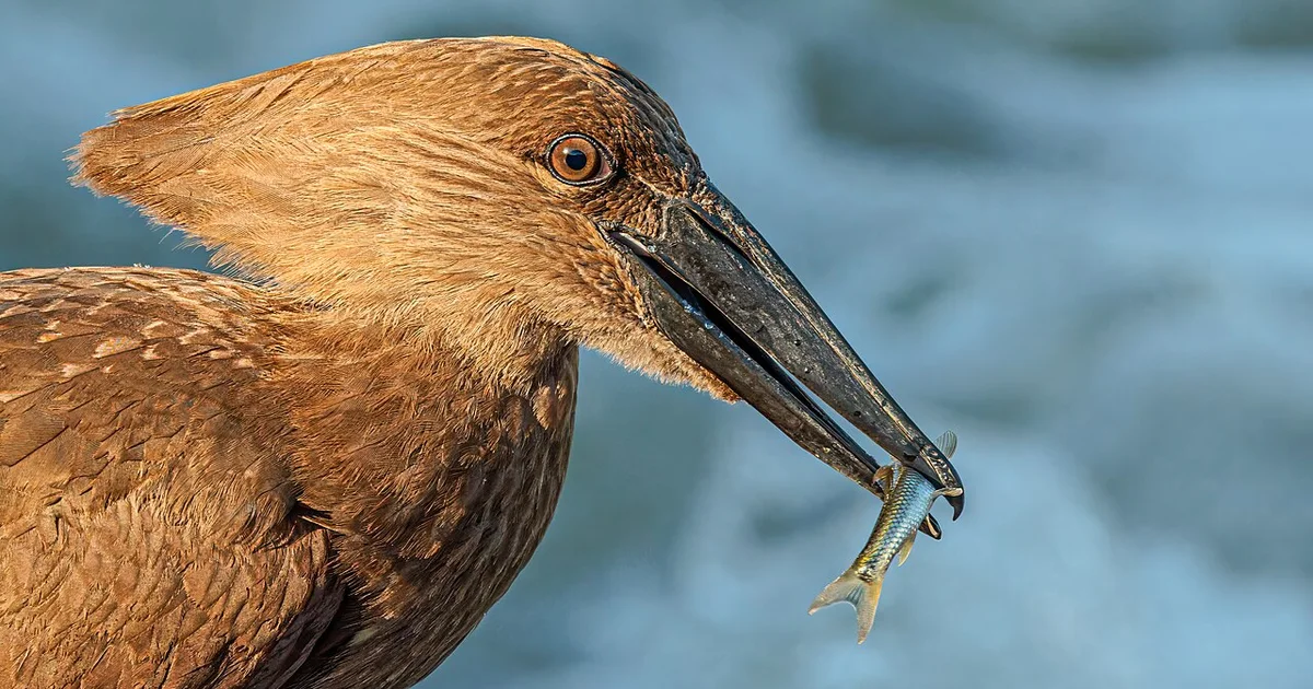 Hamerkop eating fish, South Africa - 2023-1.jpg