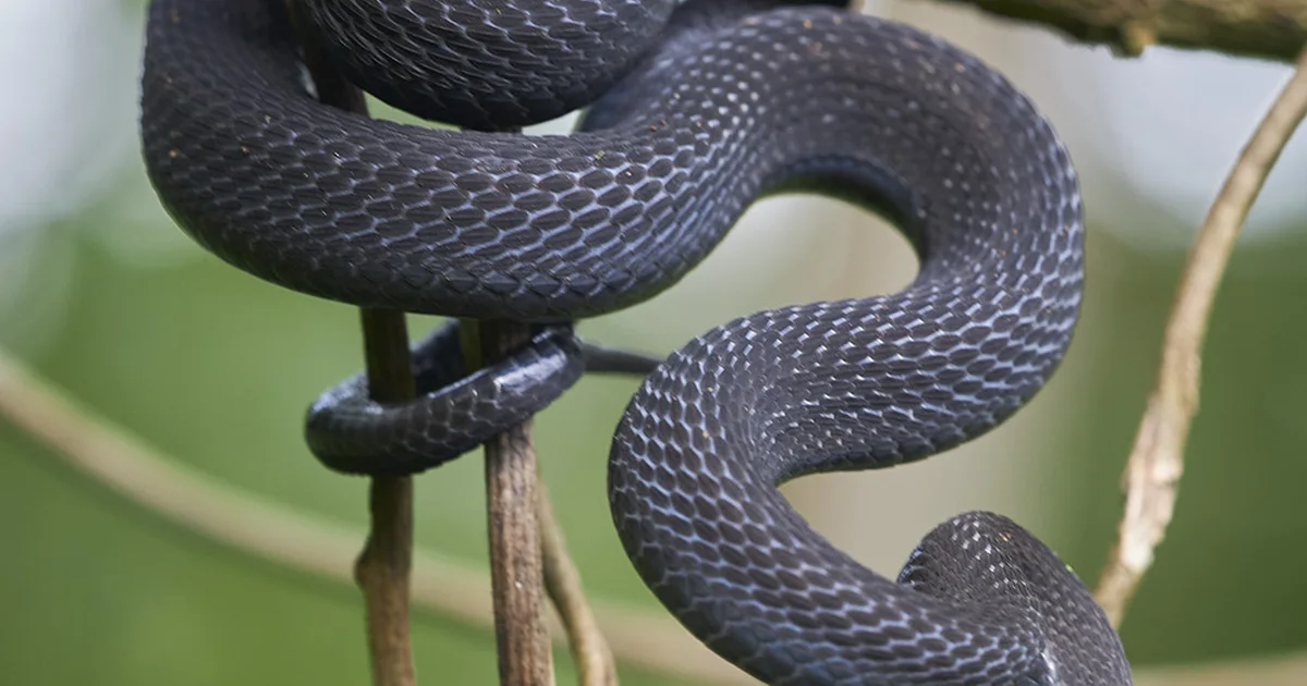 Dasypeltis albigularis.jpg