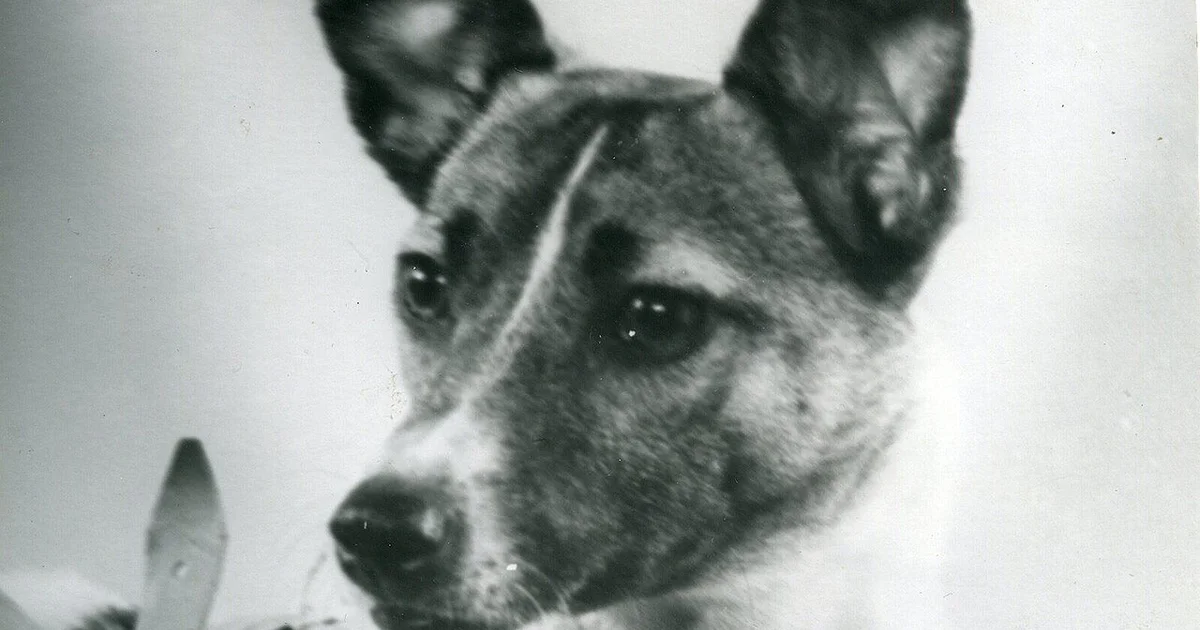 Laika in 1957.jpg