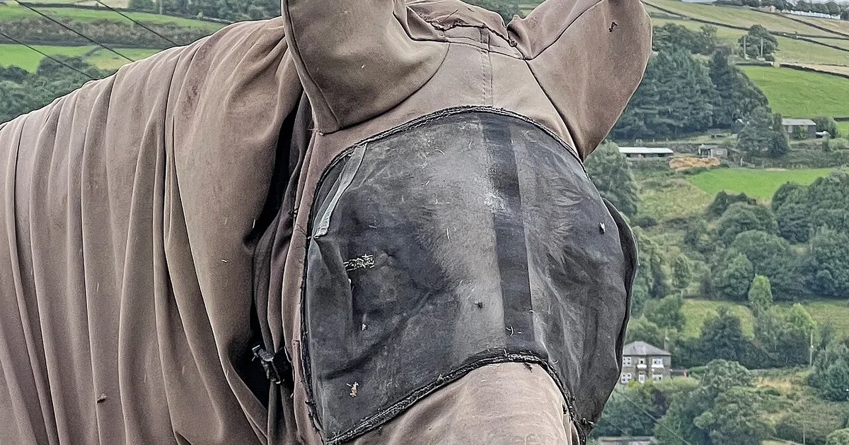 Hooded Horse.jpg